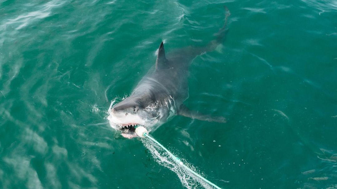 13 Things Found Inside Sharks Caught Off the Coast of Florida That Defy Logic