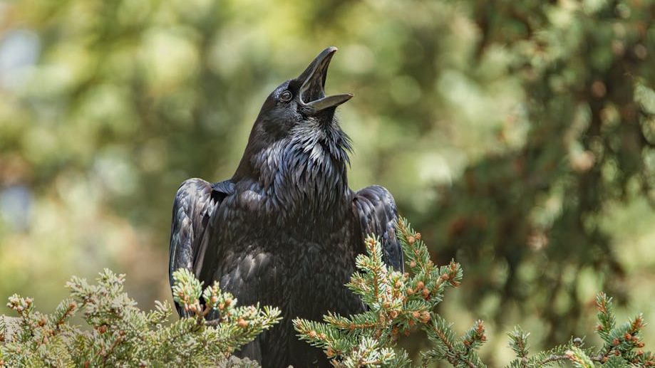 9 Strange Behavior Patterns Crows Display Right Before Natural Disasters Strike