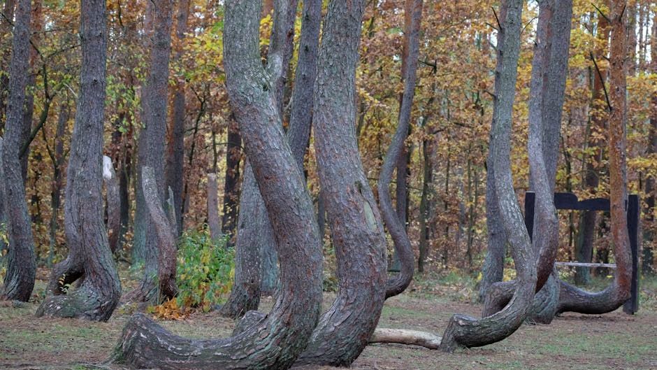Why Some Forests Grow in Perfectly Crooked Patterns Scientists Still Debate