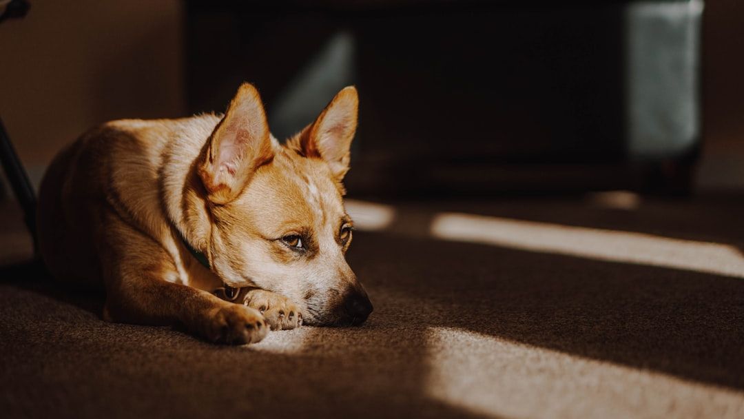 Psychology Says Dogs Grieve the Loss of Another Pet in the Home With the Same Neurological Markers as Human Grief