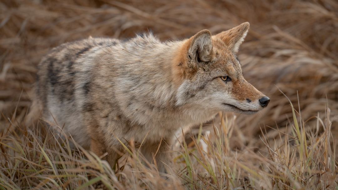 14 Deadly Animals Hiding in the Appalachian Mountains Right Now