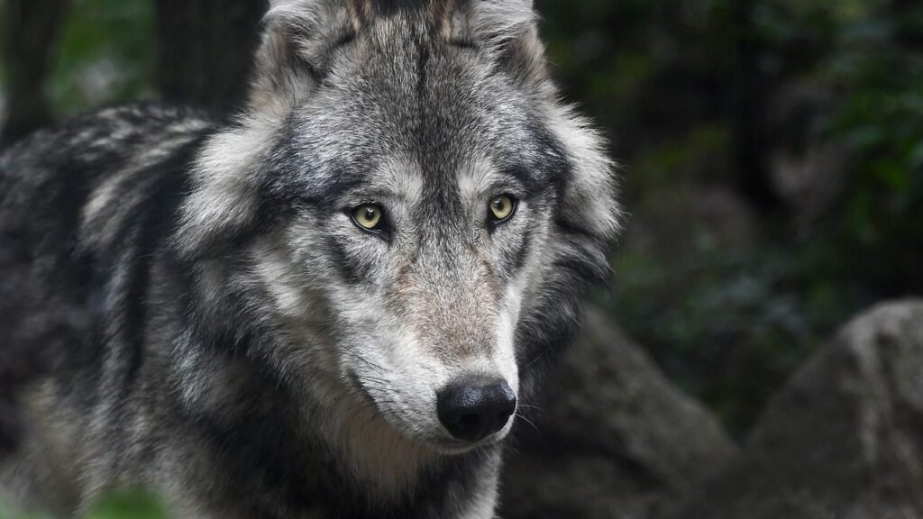 Why Wolves Are Returning to Yellowstone's Roads at Night – And What They're Hunting