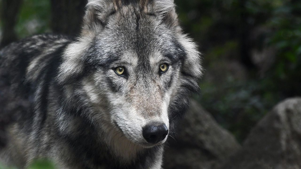 Why Wolves Are Returning to Yellowstone’s Roads at Night – And What They’re Hunting