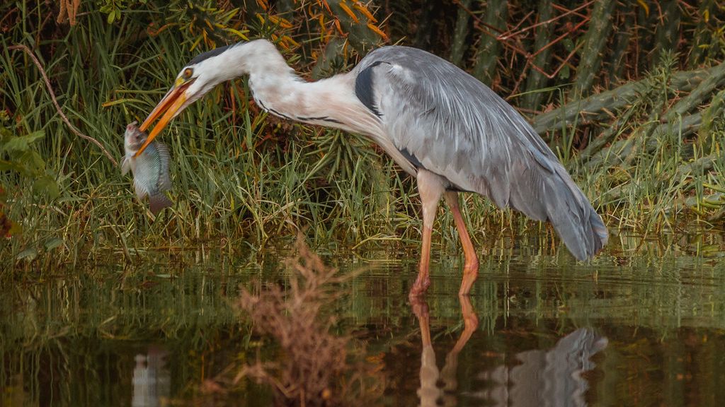 10 Amazing Facts About Herons That Turn Them Into Silent Wetland Hunters