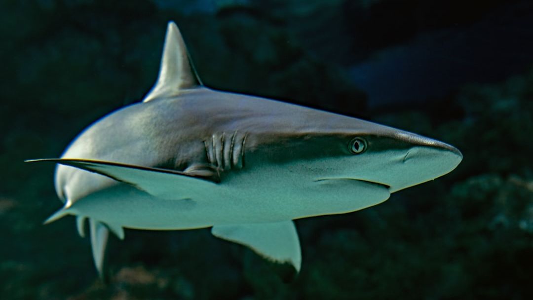 13 Everyday Items Found Inside Sharks Caught Off the Carolina Coast