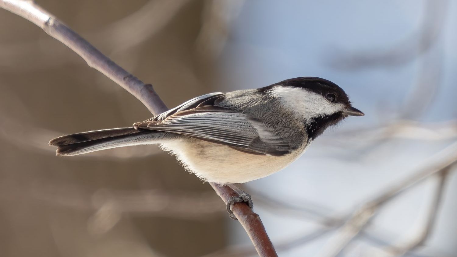 11 Amazing Facts About Black-Capped Chickadees and Their Incredible Memory