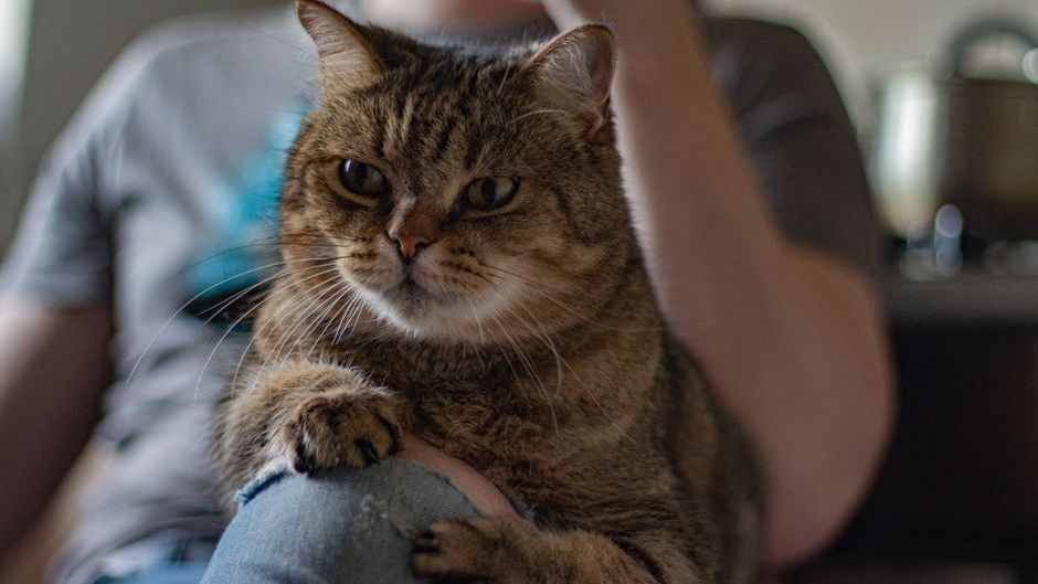 Psychology Says Your Cat May Knows When You're Going to Fall Ill: 9 Behaviors Vets Finally Decoded