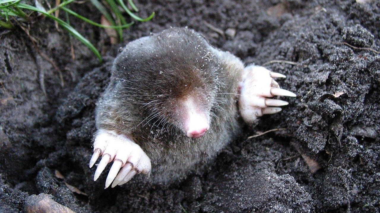 10 Strange Facts About Moles That Explain Their Underground Tunnels