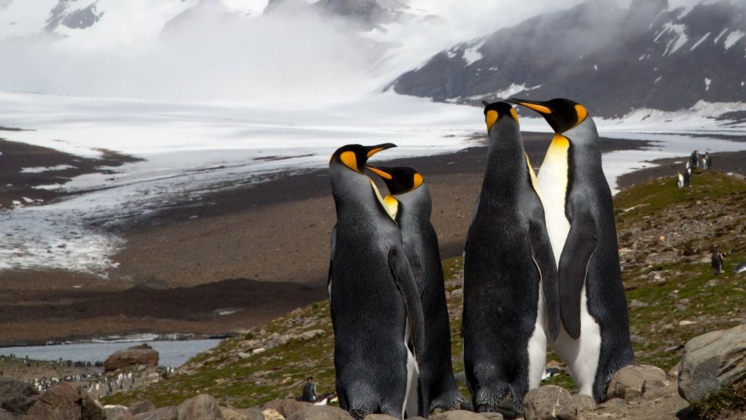 11 Incredible Facts About Penguins That Most People Never Hear About