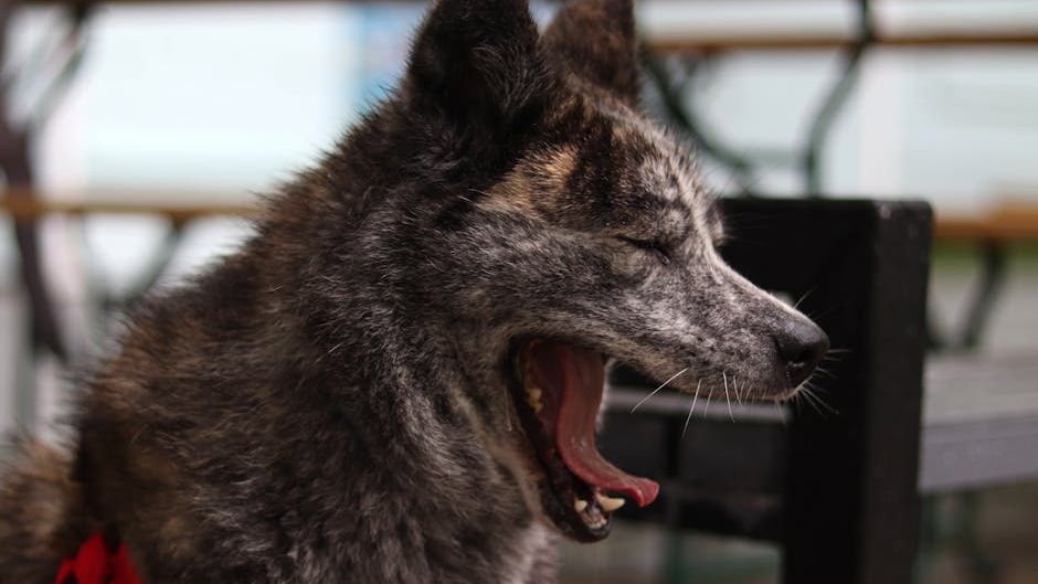 Neuroscience Says When a Dog Yawns Right After You Yawn It Is One of the Only Documented Cases of Emotional Contagion Between Two Completely Different Species But the Debate Continues