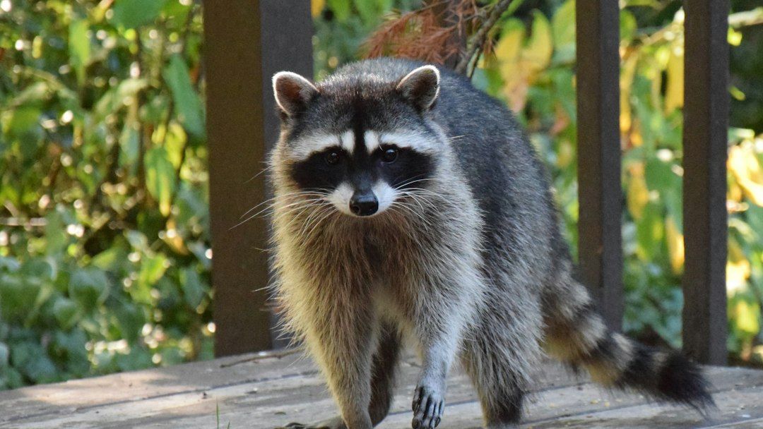 13 Disturbing Facts About Raccoons That Explain Why They’re Taking Over Cities