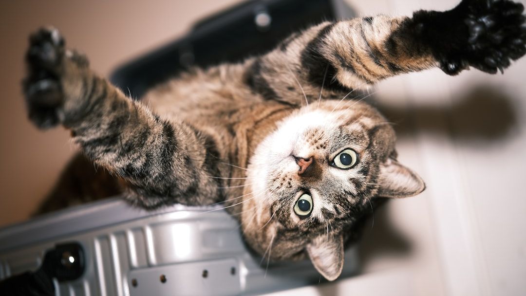 Your Cat Knows Exactly When You’re About to Leave Forever – Here’s the 6 Behaviors That Prove It