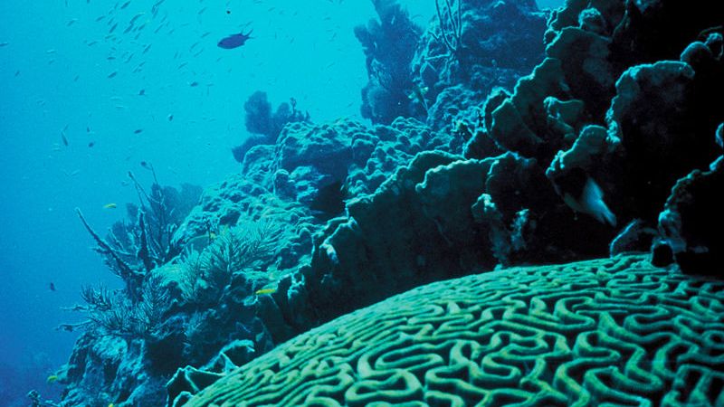 The Coral System Beneath Florida Just Collapsed in 48 Hours – And Marine Biologists Say the Cause Is Unlike Anything in the Record