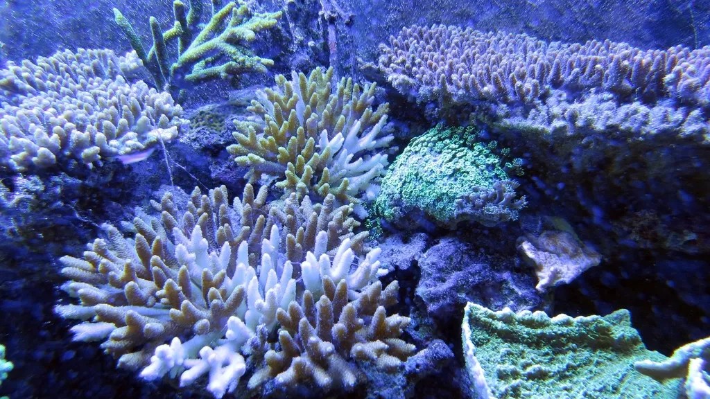 The Great Barrier Reef Just Sent a Chemical Signal That Marine Researchers Say Has No Natural Precedent