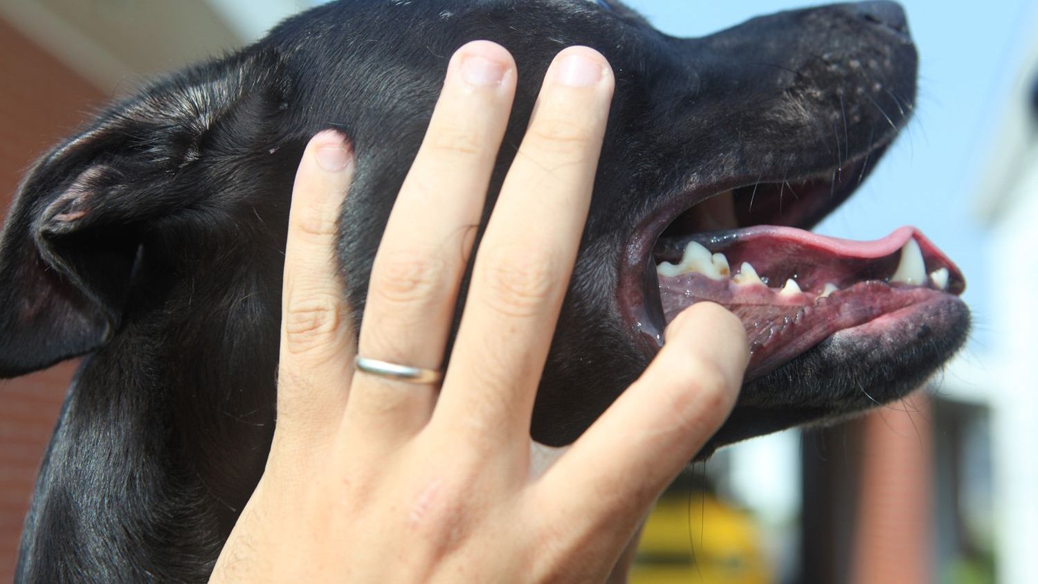 Veterinarians Are Begging Dog Owners to Check Their Pet’s Gums Right Now – Here’s the Warning Sign 90% Miss
