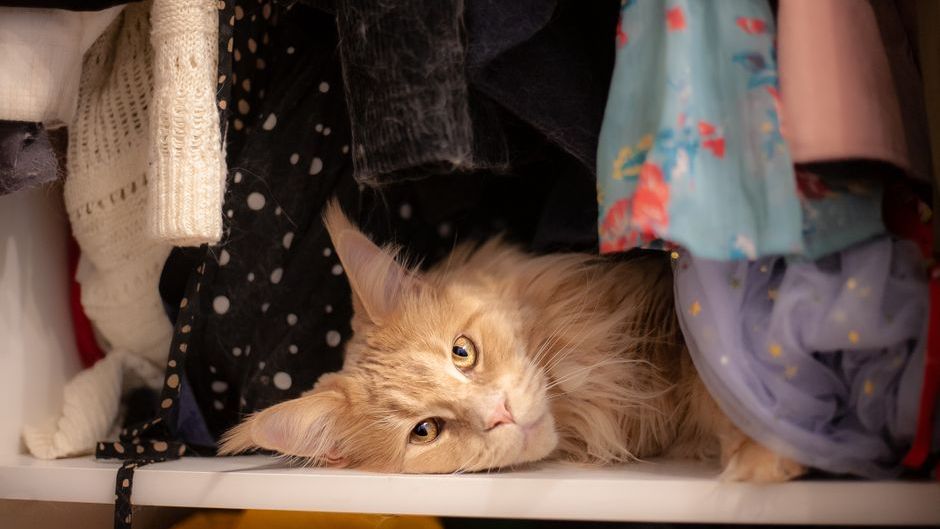 If Your Cat Suddenly Starts Sleeping in Your Closet, Animal Behaviorists Say They're Detecting Something You Can't