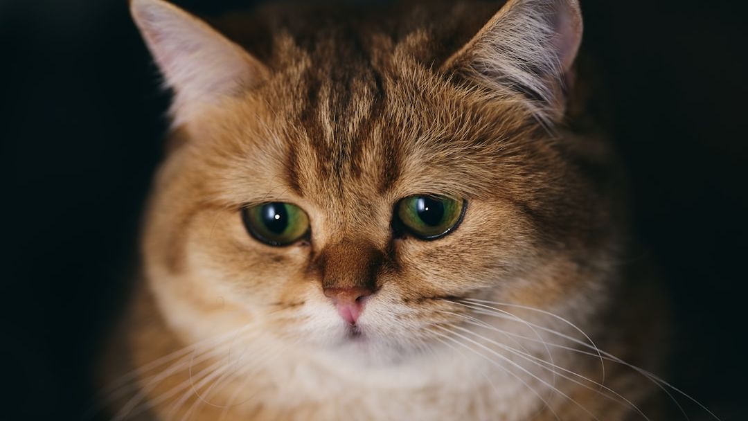 The 7 Animals That Know They’re About to Die – And the Bizarre Rituals They Perform in Their Final Hours