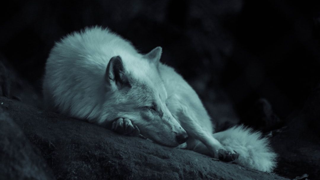 Science Says Wolves That Are Rejected by Their Pack Develop Stress Hormones Mirroring What Humans Experience During Social Isolation
