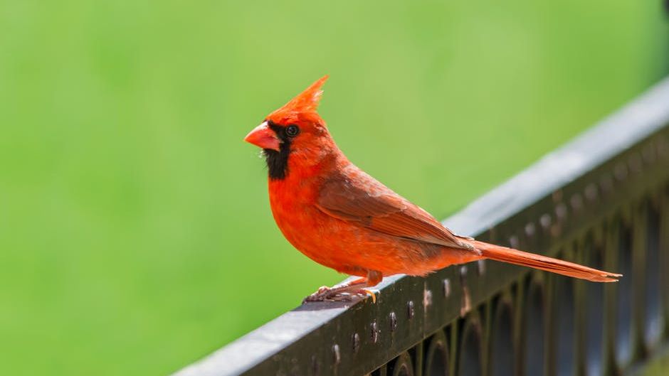 What It Means When Cardinals Appear During Difficult Times (According to Folklore)