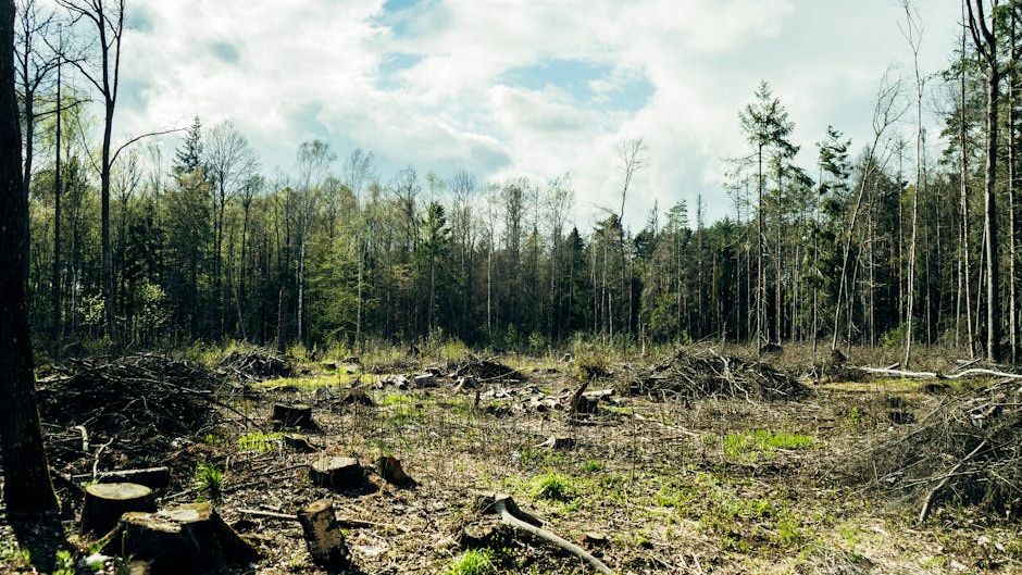 Ecology Says Forests That Were Clear-Cut a Century Ago Are Now Communicating Underground Through Fungal Networks That Predate the Trees Themselves