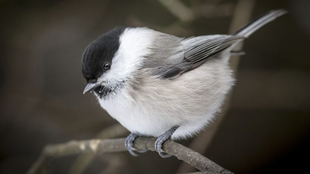 11 Things Chickadees Do That Reveal They’re Smarter Than They Look