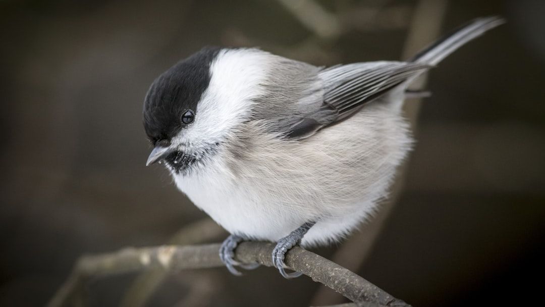11 Things Chickadees Do That Reveal They’re Smarter Than They Look