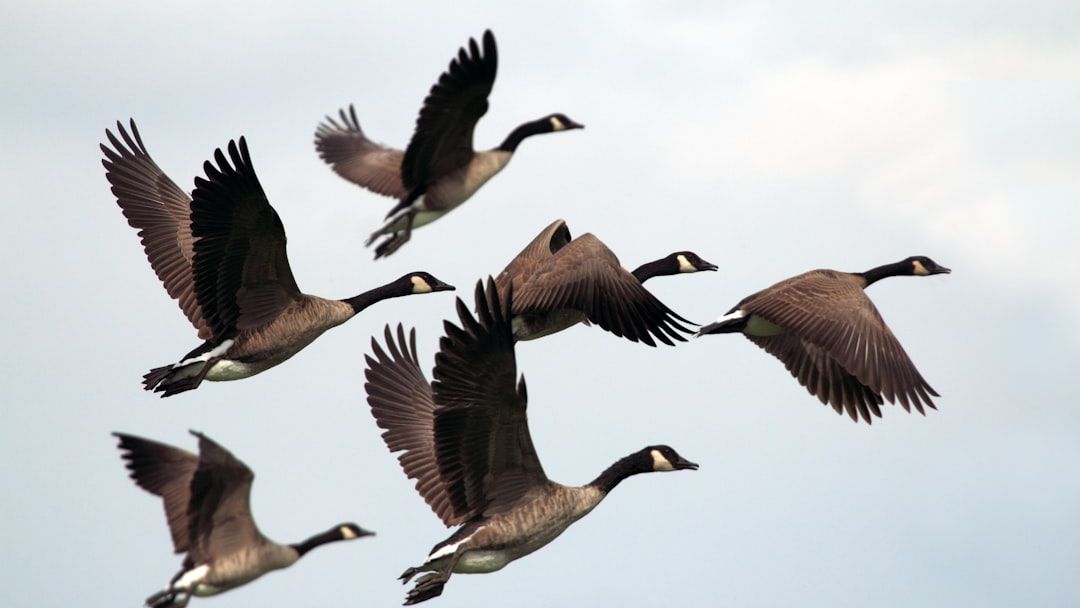 12 Strange Behaviors Geese Show Before Sudden Weather Changes