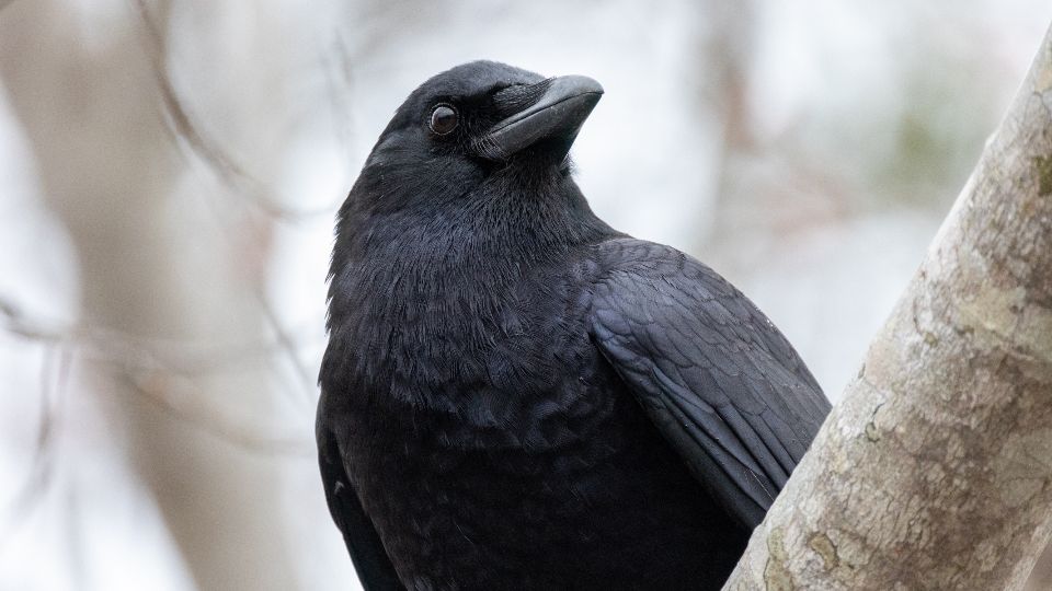 Science Says Crows That Hold Grudges Against Specific Humans May Be Passing Those Memories to Offspring Who Have Never Met That Person