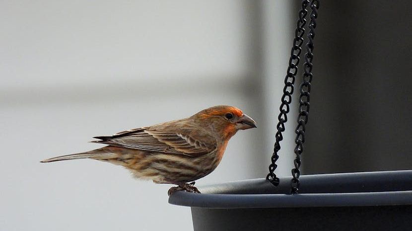 What It Means When a Finch Appears at Your Window Again and Again (According to Generations of Folklore)