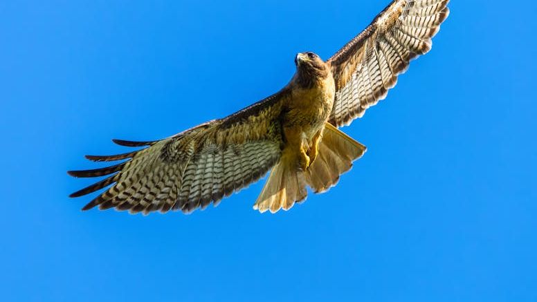 What It Means When a Hawk Circles Above Your House Repeatedly