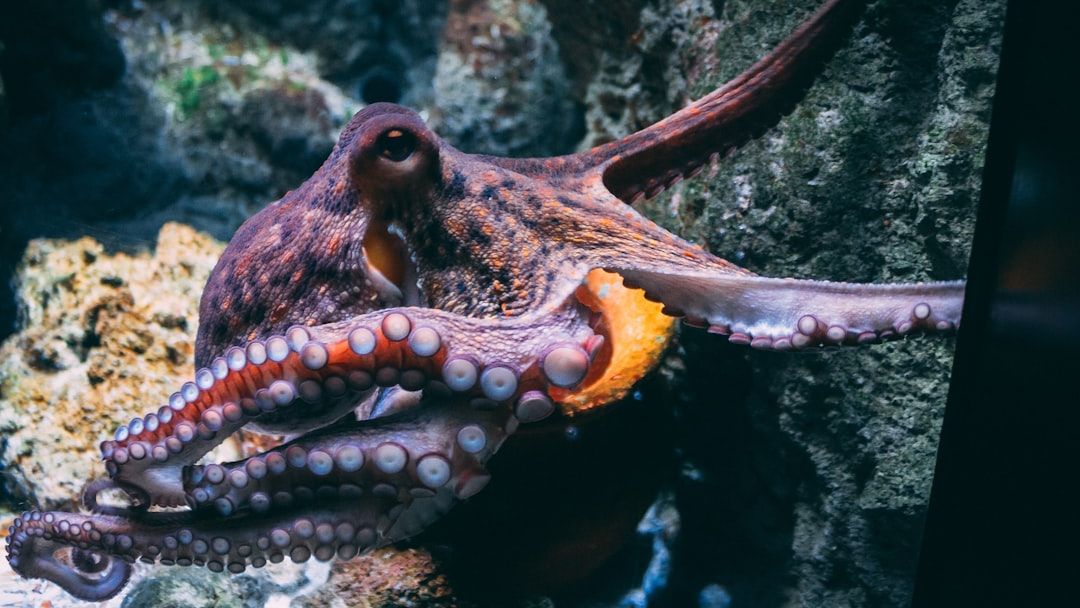 Animal Science Says Octopuses That Problem-Solve in Isolation May Be Running Inner Simulations Similar in Function to Human Imagination