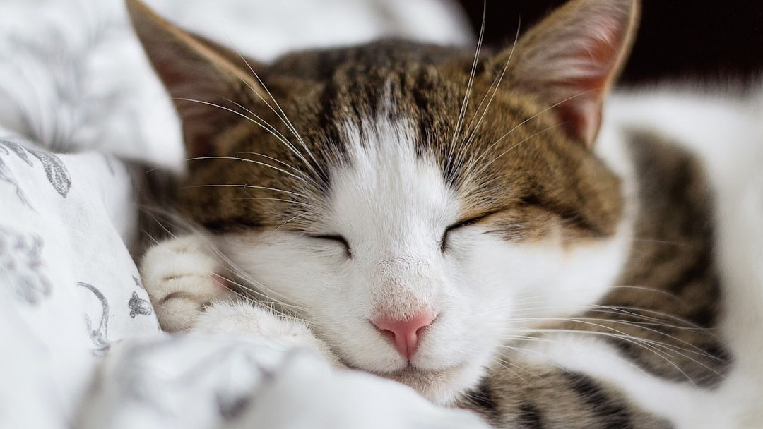 Consciousness Science Says Humans May Not Be the Only Animals That Wonder Whether They Are Dreaming