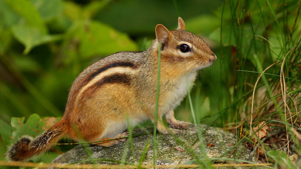 11 Backyard Animals That Quietly Watch Humans More Than We Realize