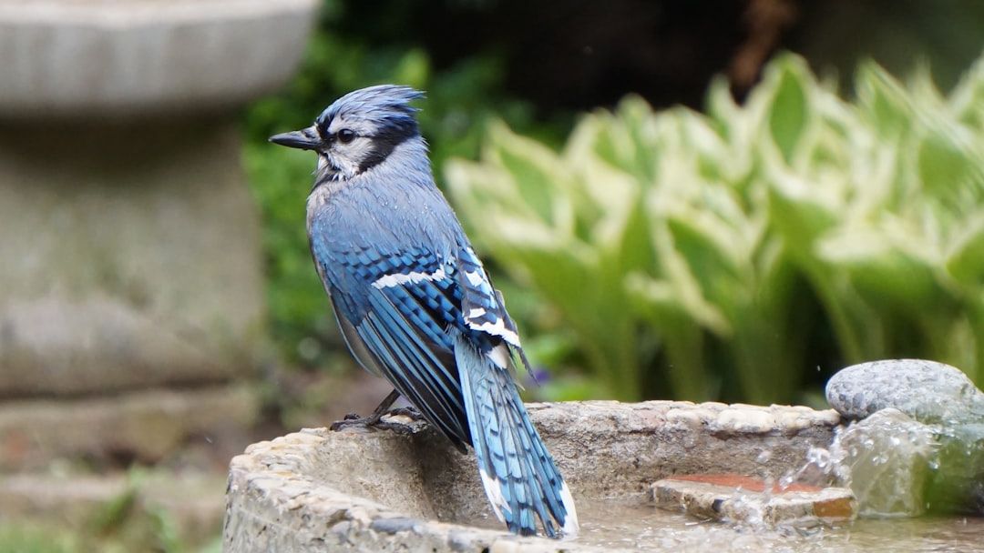 12 Backyard Birds That Act Completely Different Before Snowfall