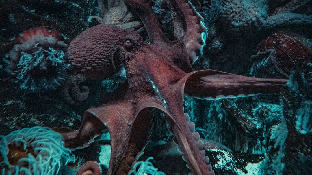 What Sleeping Octopuses Reveal About Consciousness Is More Complicated Than It Looks