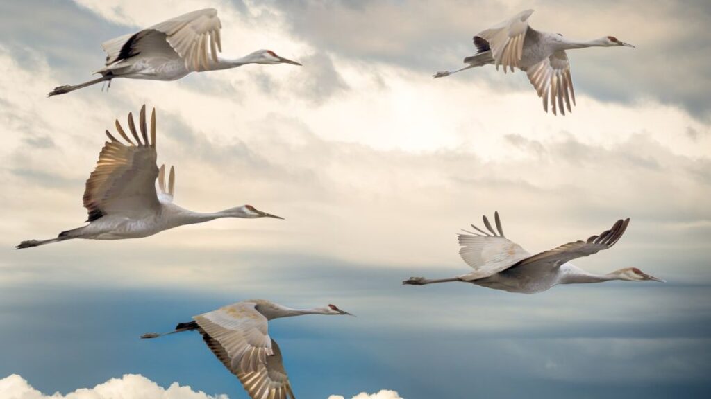 Quantum Biology Says Migratory Birds May Navigate Using a Compass Built From Quantum Entanglement Inside Their Own Eyes