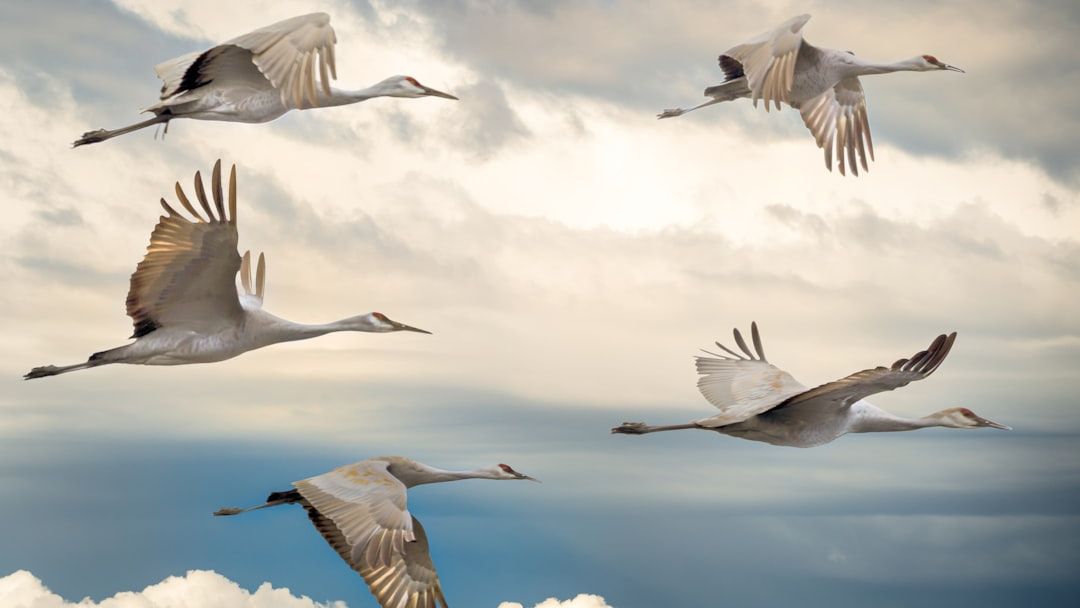 Quantum Biology Says Migratory Birds May Navigate Using a Compass Built From Quantum Entanglement Inside Their Own Eyes
