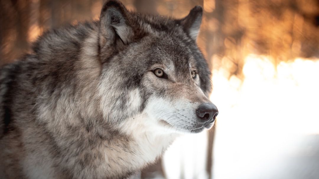10 Documented Facts About Wolves That Reveal How Precisely They Read Human Emotional State From Across a Distance
