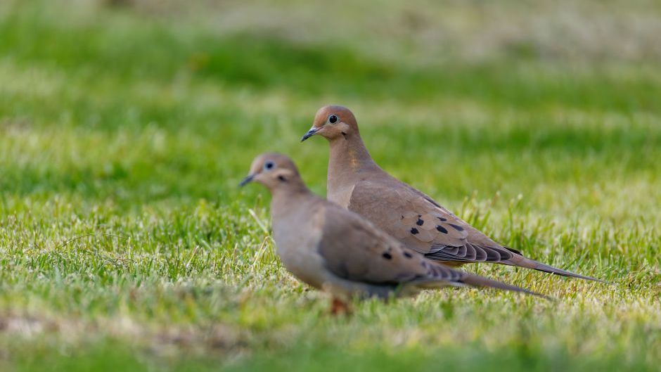 What It Means When a Pair of Mourning Doves Keeps Returning to Your Yard (According to Folk Wisdom)