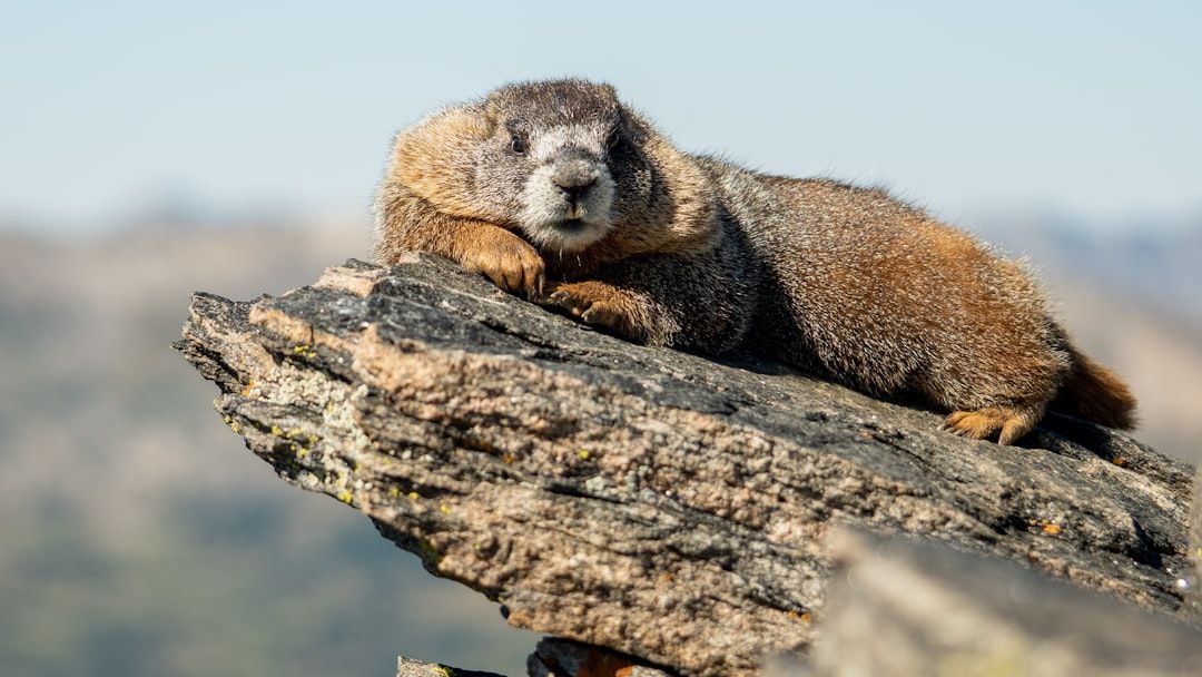 10 Strange Facts About Groundhogs That Go Far Beyond Weather Predictions