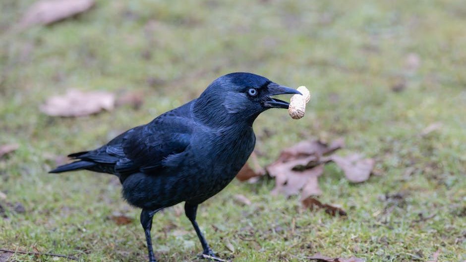 Why Crows Sometimes Leave “Gifts” for Certain Humans