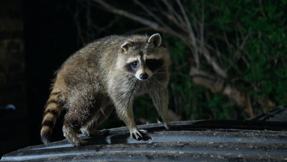 What It Means When a Raccoon Keeps Visiting the Same Backyard at Night