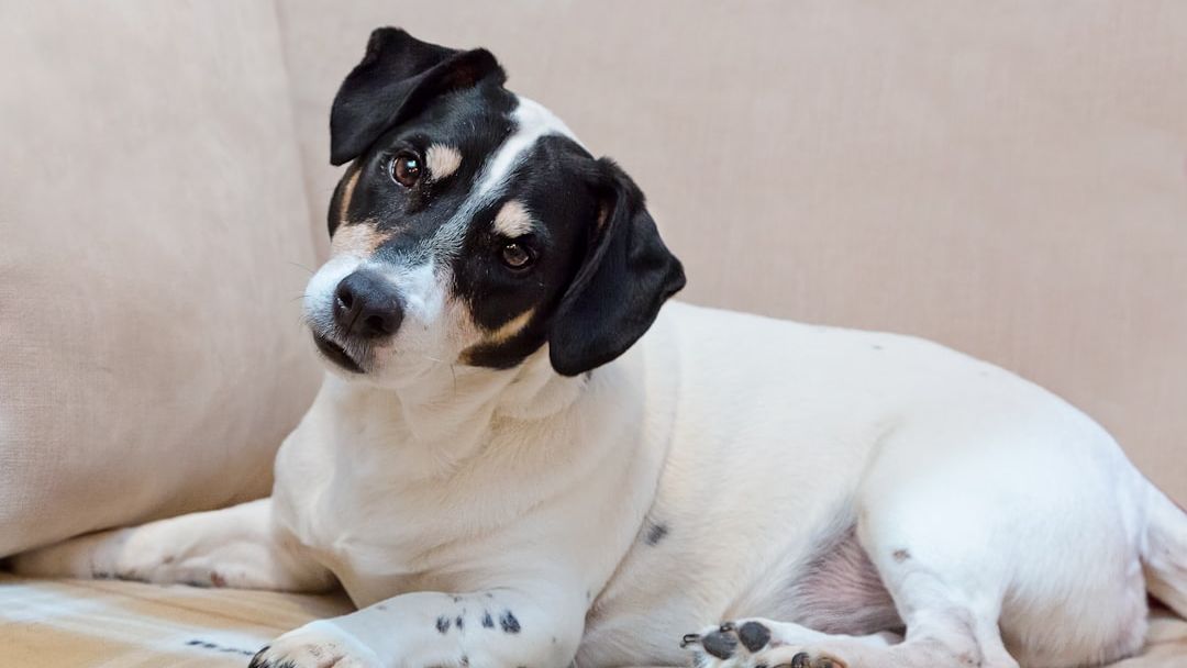 Why Your Dog Tilts Their Head at You – And the Real Emotional Reason Will Surprise You