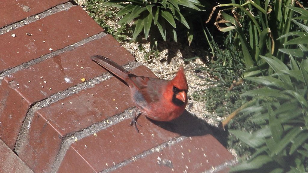 Why Cardinals Keep Returning to the Same Backyard Year After Year