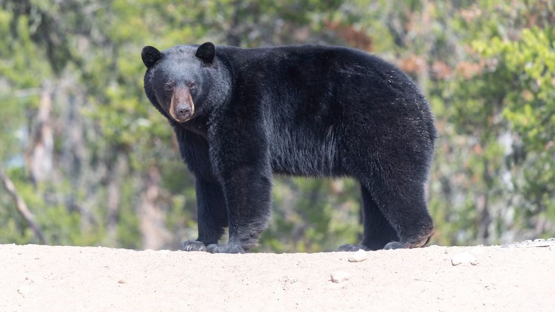 Why More Black Bears Are Wandering Into Residential Areas