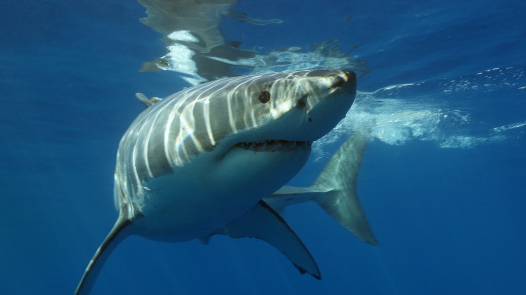 Marine Biology Says When a Shark Shifts Direction They Are Detecting Micro-Electric Field Changes Humans Cannot Perceive