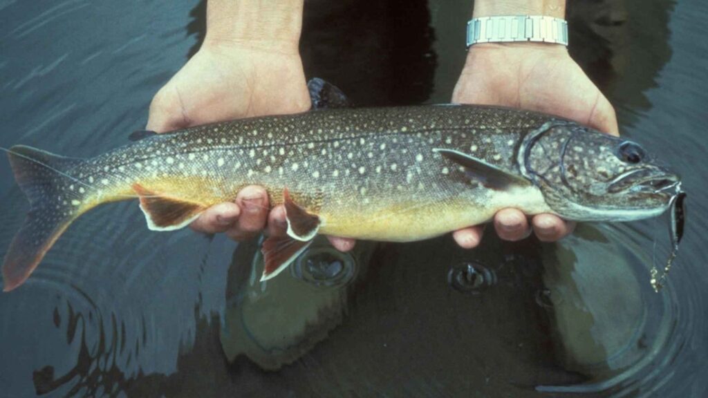 Scientists Just Filmed 'Zombie' Fish at Lake Superior’s Deepest Point For the First Time in Decades