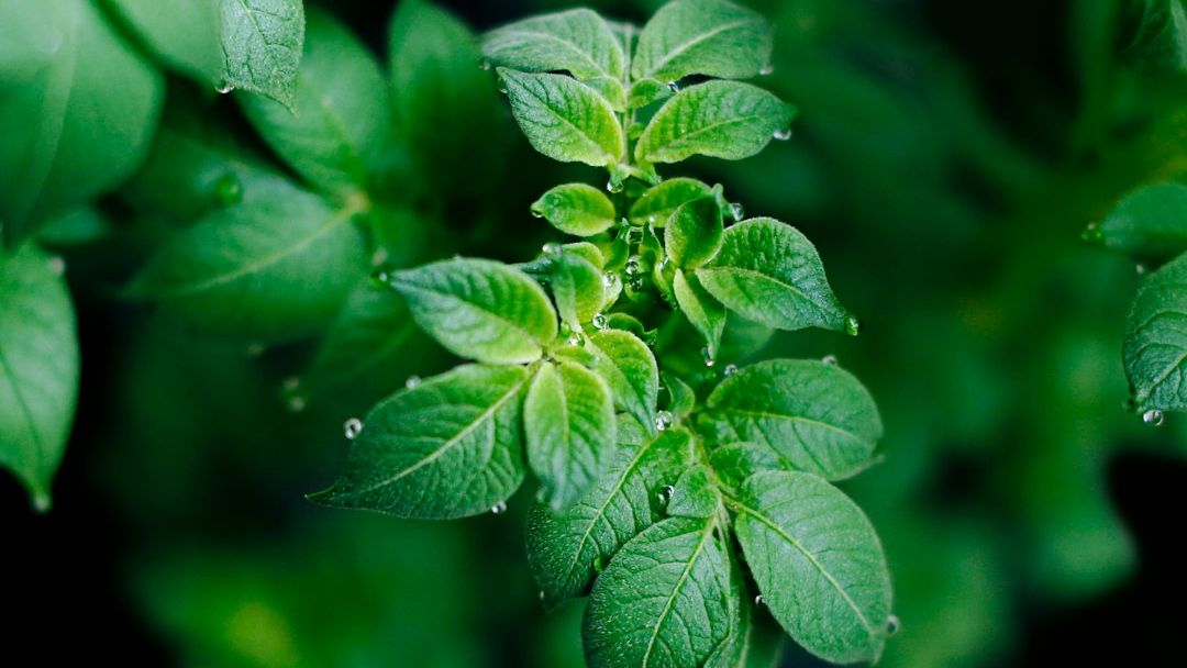 Ecologists Just Discovered Trees Are Sending Distress Signals Through the Air – And Your Houseplants Are Listening