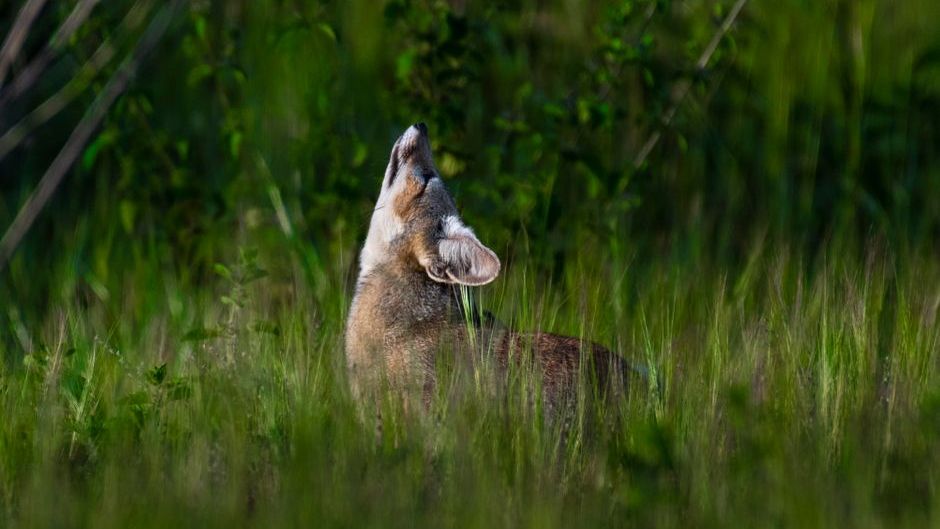 What Wildlife Experts Say When You Hear Coyotes Every Night