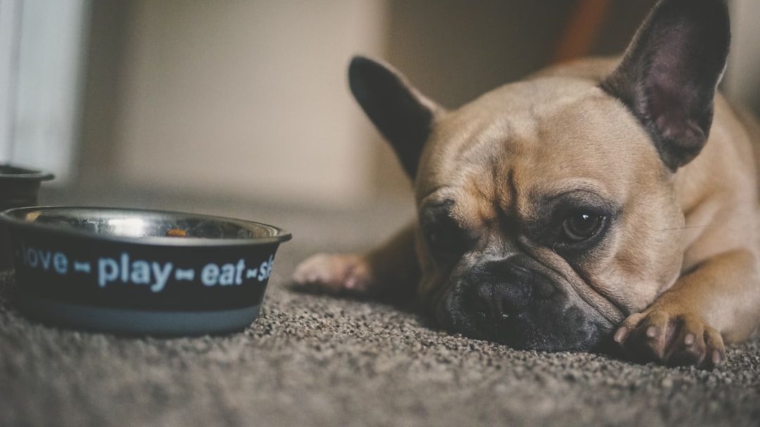 Why Dogs Refuse to Eat After Their Owner Dies – The Science of Loyalty Is Heartbreaking